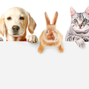 Pet Cleaning & Supplies