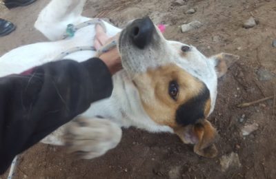 Mazarat Animal Rescue, is a registered NPO and PBO based in Waterfall KZN. They are a safe haven and Pro Quality of Life shelter for rescued, abandoned or surrendered dogs and cats and run by part time volunteers.